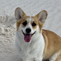 Glory  - Pembroke Welsh Corgi
