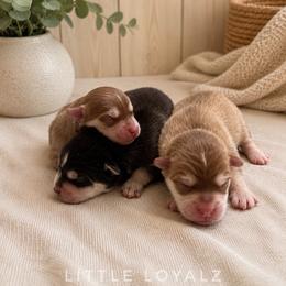Simon - Red and white male Pomsky puppy in Riverside, California from LittleLoyalz