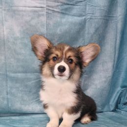 Nelsa - Black and tan female Pembroke Welsh Corgi puppy in Charleroi, Pennsylvania from Twilight Hollow Corgis