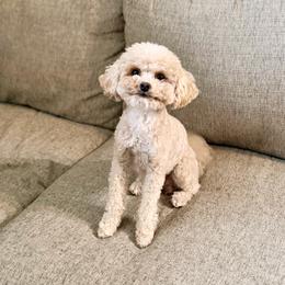Thor - Poodle