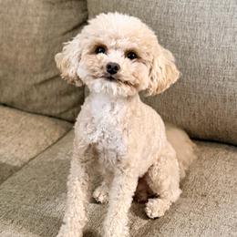 Thor - Poodle