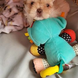 Ginger - Liver and white Shih Tzu puppy in Oxon Hill, Maryland from Shihtzus4life