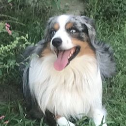 Gatsby - Miniature Australian Shepherd