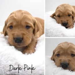 Golden Retriever Puppies from Stormy Hill Golden Retrievers