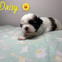 Daisy - Black gold and white female Shih Tzu puppy in Houston, Texas from Pup Paw-lace