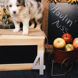 Australian Shepherd Puppies from Haulin' Auss Shepherds