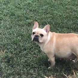 Boxer and French Bulldog All Grown Up from Blissful Euro Boxers & French Bull Dogs
