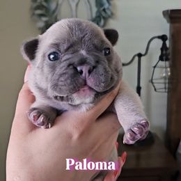 French Bulldog Puppies from Sonia Orozco