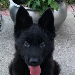 Beagle and German Shepherd Puppies from Nebraska K9's