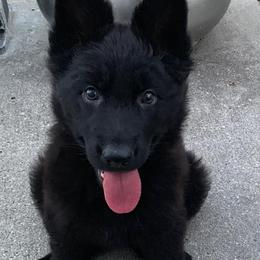 Beagle and German Shepherd Puppies from Nebraska K9's