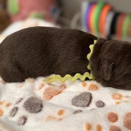 Light Green Male - Chocolate male Labrador Retriever puppy in Gainesville, Georgia from Rucker Retrievers