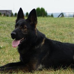 Tabby - German Shepherd