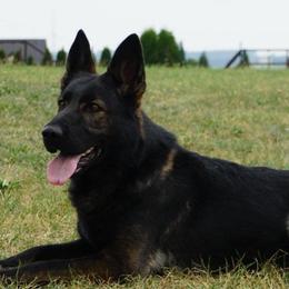 Tabby - German Shepherd