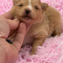 Mango - Orange female Pomeranian puppy in Franklin, North Carolina from A&J Cutie Pawtooties