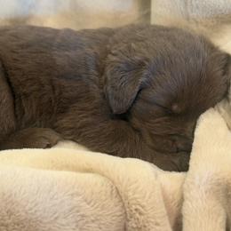 Boy 1 - male Newfoundland puppy in Brandenburg, Kentucky from Amanda's Newfoundlands