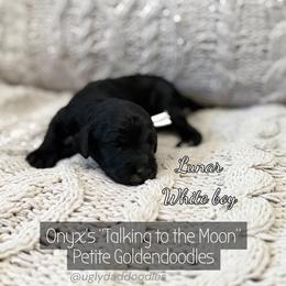 Lunar - Black male Goldendoodle puppy in Orangevale, California from Ugly Dad Doodles