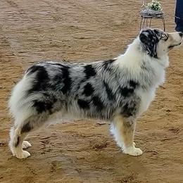 Twister - Miniature Australian Shepherd