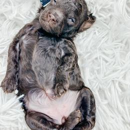 Oakley - Brown female Poodle puppy in from Pink Poodles and Doodles