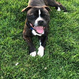 Diesel - Staffordshire Bull Terrier