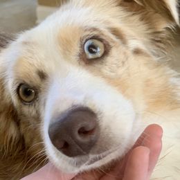 Dizzy - Miniature Australian Shepherd