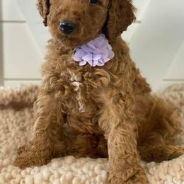 Goldendoodle Puppies from McClelland Doodles