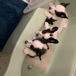 Cardigan Welsh Corgi Puppies from Luxe Cardigan Welsh Corgis