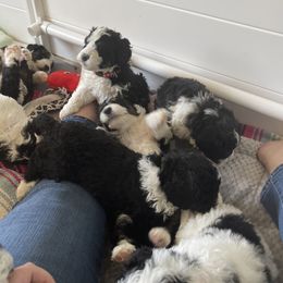 Bernedoodle Puppies from Willow’s Bernedoodle Angels