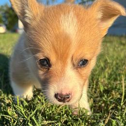 Rose - Red merle and white female American Corgi puppy in Madison, North Carolina from Montgomery Corgis