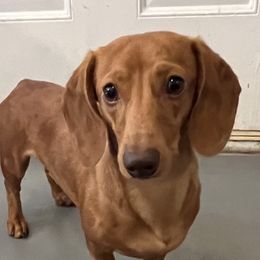 Quinn - Dachshund