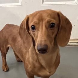 Quinn - Dachshund
