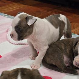 Doris - Blue brindle female American Staffordshire Terrier puppy in Clintwood, Virginia from SkyBlue Kennel
