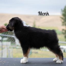 Monk - Black tri-color male Australian Shepherd puppy in Benton City, Washington from Eventide Australian Shepherds