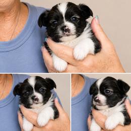 Sparky - Black sabled fawn male Chihuahua puppy in Tecumseh, Oklahoma from Callie’s Happy Chihuahuas, Callie’s Happy Treasures LLC