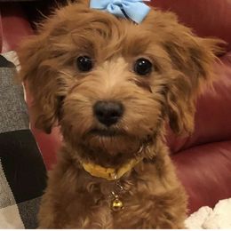Dixie - Cavapoo