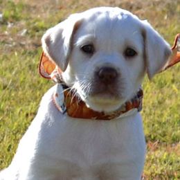 Dilute Retrievers and Labrador Retrievers from Sterling J Labradors
