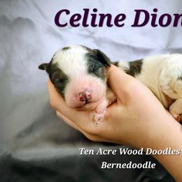 Celine Dion - Merle female Bernedoodle puppy in Pollock Pines, California from Ten Acre Wood Doodles