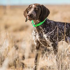 German Shorthaired Pointers from Trillium German Shorthaired Pointers
