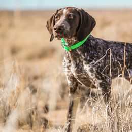 German Shorthaired Pointers from Trillium German Shorthaired Pointers