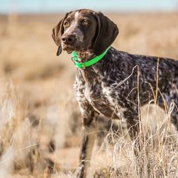 German Shorthaired Pointers from Trillium German Shorthaired Pointers