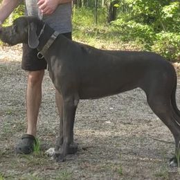 Barkley - Great Dane