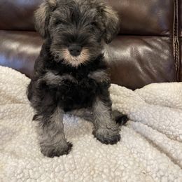 Miniature Schnauzer Puppies from Black Gold Miniature Schnauzers