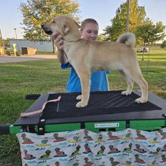 Rhythm (Pink) - Wheaten female Norwegian Buhund puppy in Lawton, Michigan from J-Lyn