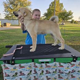 Rhythm (Pink) - Wheaten female Norwegian Buhund puppy in Lawton, Michigan from J-Lyn