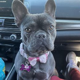 Toaster strudel - French Bulldog