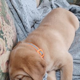 Labrador Retriever Puppies from Rocky Point Labradors