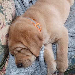 Labrador Retriever Puppies from Rocky Point Labradors