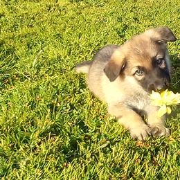 German Shepherds and Pembroke Welsh Corgis from Ruby's Corgi's