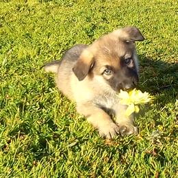 German Shepherds and Pembroke Welsh Corgis from Ruby's Corgi's