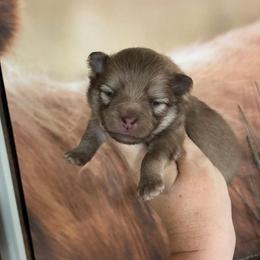 Spike - Chocolate sable male Pomeranian puppy in Inola, Oklahoma from My Bella’s Pomeranians