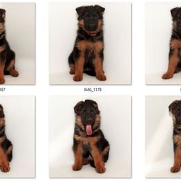 German Shepherd Puppies from Brimka Haus German Shepherds